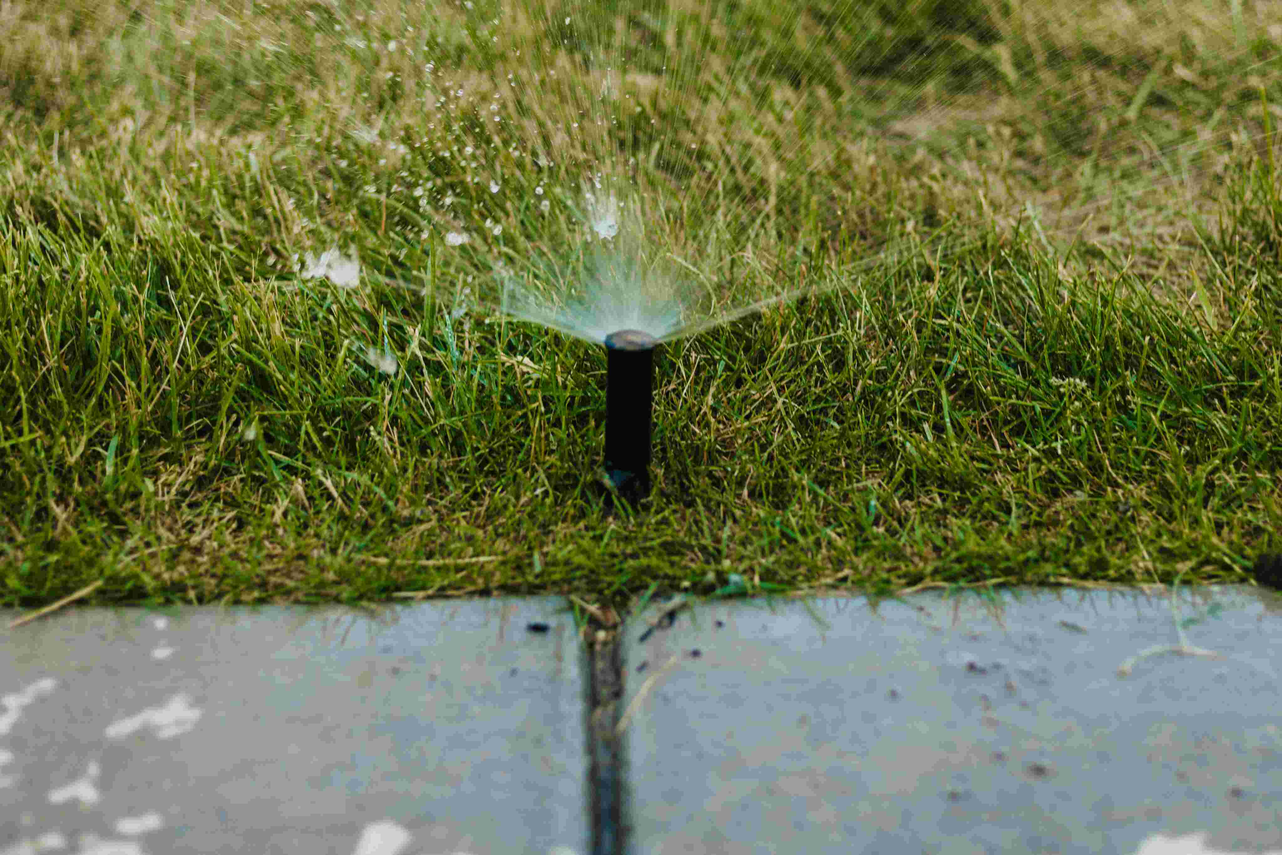 Lawn sprinkler head spraying grass