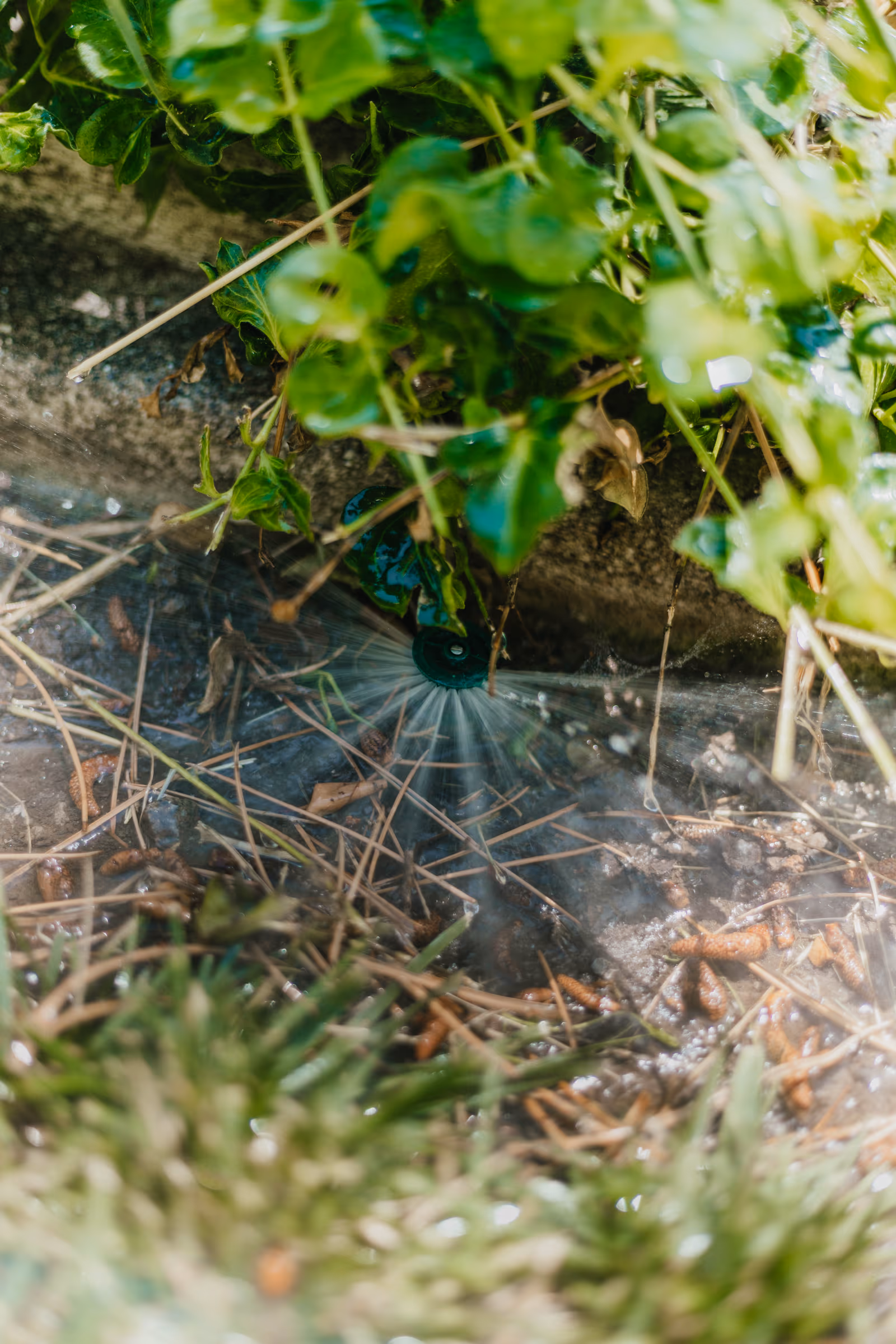 Green pop-up spray head watering plants under leafy groundcover in a Utah garden bed