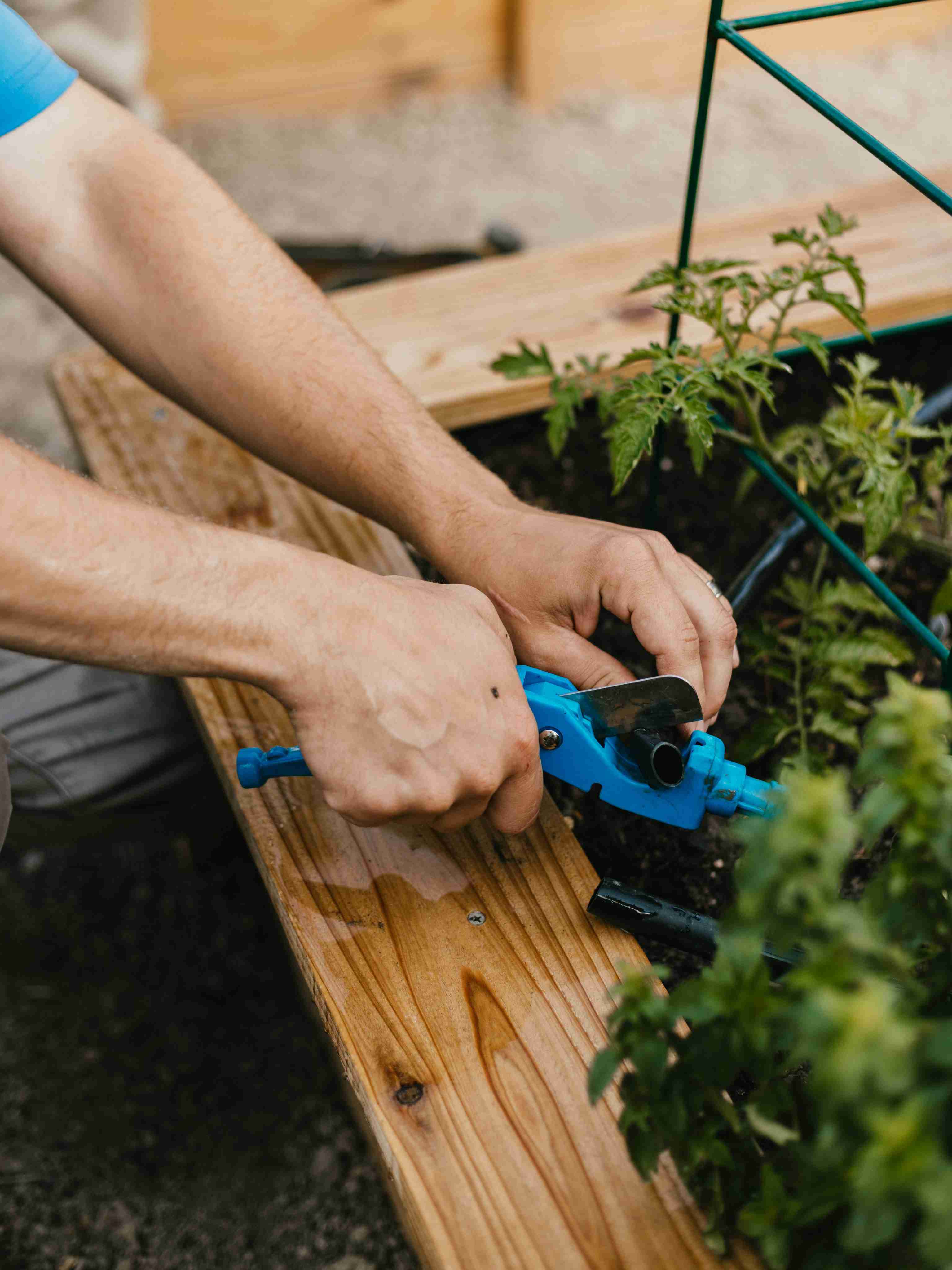Sprinkler repair technician cutting a drip irrigation line in a garden bed